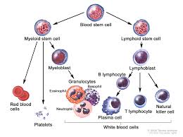 What blood tests indicate multiple myeloma. Plasma Cell Neoplasms Including Multiple Myeloma Treatment Mhealth Org