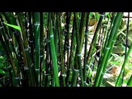 Black Bamboo Plants For Sale My Bamboo Garden With Black Bamboo How To Grow A Bamboo Plant Youtube Bamboo Plants Bamboo Garden Bamboo Species