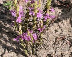 Image result for Striga junodii