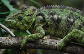 Madagascar is home to about half the world's 150 or so species of chameleons, including both subfamilies, typical chameleons (chamaeleoninae) and dwarf. 20 Tipi Di Camaleonte Caratteristiche E Curiosita