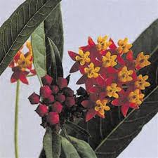 Image result for Asclepias curassavica