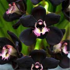Black Orchid Flower Pot Plant Black Cymbidium Faberi Flower Orchid Flores 100 Seeds By Street97 Growing Orchids Flower Garden Plants Orchid Seeds