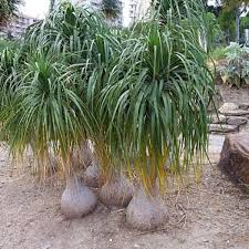 Image result for Beaucarnea recurvata