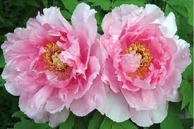 Gambar bunga yang cantik dan indah seperti bunga teratai, dahlia, aster, bakung, melati, mawar dan berbagai jenis gambar bunga ini cocok untuk bunga melati berasal dari daerah beriklim tropis dan hangat dari eurasia, australasia dan oseania. Pilihan Tumbuhan Bunga Cantik Beraroma Semerbak Parenting Dream Co Id