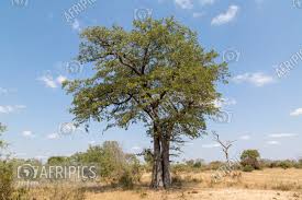 Image result for Colophospermum