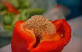 Plant seed in pots using a quality seed raising mix. How To Grow Bell Peppers From Scraps Slick Garden