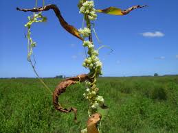 Image result for Cuscuta australis