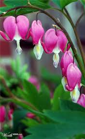 Bleeding Heart Bleeding Heart Flower Flower Photography Art Bleeding Heart