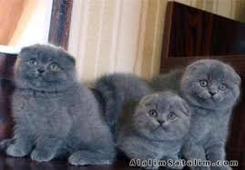 Scottish Fold British Shorthair Sok Fiyat 3027201 Alalimsatalim Com