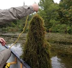 Image result for Hydrilla