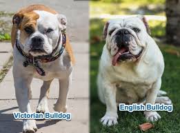 We built a strong network of dog breeders here and continue to offer quality services throughout the state. Victorian Bulldog Vs English Bulldog Thebulldogexpert