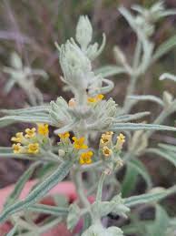 Image result for Buddleja pulchella