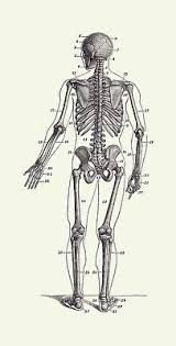 Full color vintage anatomy diagram, salvaged from an old medical dictionary that had seen better days. Vintage Anatomy Prints Full Body Diagrams Wall Art
