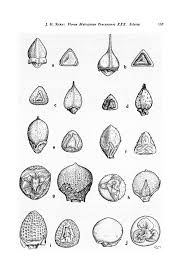 Image result for Diplacrum africanum