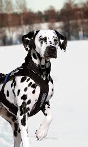 Dieses geschirr ist ideal für den täglichen gebrauch, aber auch für den aktiven hund. Nonstop Freemotion Harness Roxys Hundehutte