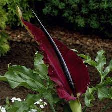 Dragon Arum Dracunculus Bulb Flowers Shade Plants Plants