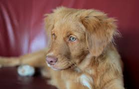 Maybe you would like to learn more about one of these? The Life Stages Of Dogs From Puppies To Seniors Psychology Today United Kingdom