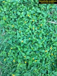 Image result for Synedrella nodiflora