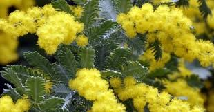 Maybe you would like to learn more about one of these? Buy Bailey Acacia Acacia Baileyana 10 Seeds Online Seeds Hobbyseeds Store