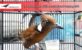 Download Suara Cililin Jernih Durasi Panjang Mp3 Masteran Verzameling en verzameling van verschillende soorten vogels fluiten. download suara cililin jernih durasi