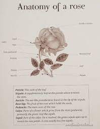 Roses In Silk Organza Ribbon Book Review Flower Anatomy Flower Line Drawings Vintage Botanical Prints