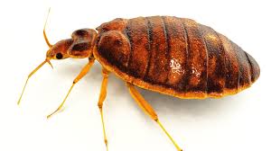 There are different ways of getting rid of them. What Do Bed Bugs Look Like Bed Bug Basics