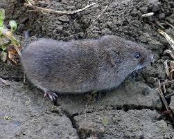 Maybe you would like to learn more about one of these? How To Remove Voles From Your Garden Rodent Repellent Squirrel Proof Garden Mice Repellent