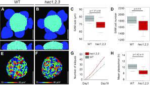 Cell shape morphogenesis, from spherical to polygonal, occurs in epithelial cell formation in metazoan embryogenesis. Control Of Plant Cell Fate Transitions By Transcriptional And Hormonal Signals Elife