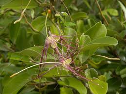Image result for Capparis citrifolia