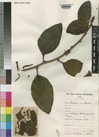 Image result for Agelanthus fuellebornii