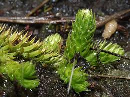 Image result for Lycopodiella sarcocaulon