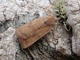 Image result for Noctua interjecta