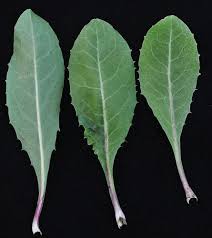 Image result for Crepis urundica