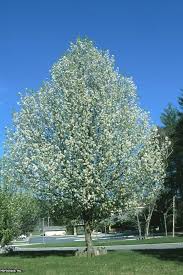 Maybe you would like to learn more about one of these? Trash Trees Avoid Planting Messy Smelly Trees Flowering Pear Tree Trees To Plant Plants