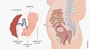 One calendar leap year has 366 days, when february has 29 days: 15 Weeks Pregnant Symptoms Baby Development Tips Babylist