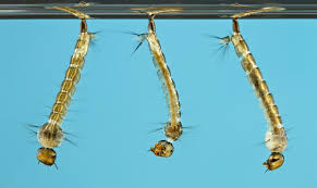 Maybe you would like to learn more about one of these? Pin On Entomologia Medica