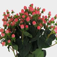 Image result for Hypericum
