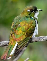 Birds Of Southern Illinois Book Birds Klaas S Cuckoo Con Immagini Uccelli Foto Uccellini
