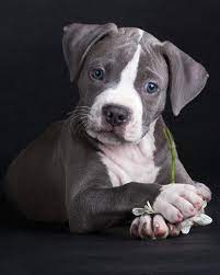 Dogs And Puppies How To Take Care Of Your Dog Well Click Image For More Details Dogsandpuppies Puppies Pet Dogs Cute Dogs