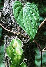 Image result for Dioscoreaceae