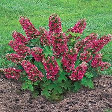 In bloom it has flowers that are white, blue, purple. Shrubs Bushes Hedges For Sale Fast Growing Flowering Gurney S