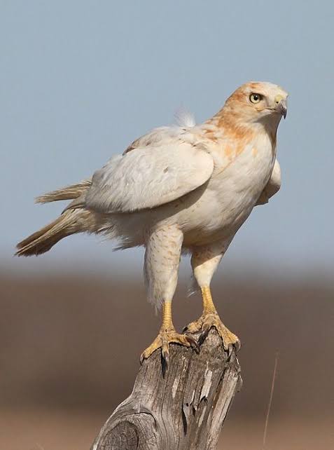 Mga resulta ng larawan para sa Leucistic Red-tailed Hawk (Buteo jamaicensis)"