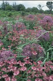 Image result for Astrantia major `Roma`