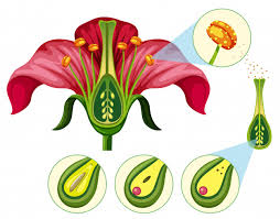 They include flower buds, flowers, fruit and seeds. What Are The Male And Female Reproductive Part Of The Flower