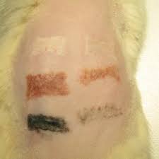 Posted by whatisish at 2:22 pm on february 14, 2008. Rat Skin Tattooed With White Brown And Black Inks And Treated With A Download Scientific Diagram