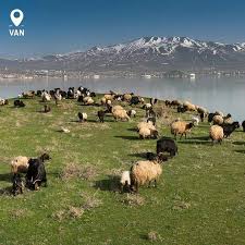 Gol At Van Turkey Travel Happy Travels Holiday Travel