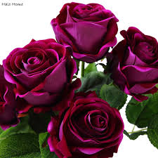 Check spelling or type a new query. Terbaru 23 Bunga Mawar Ungu Foto Gambar Bunga Indah