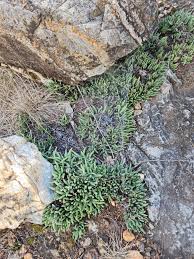 Image result for Hereroa glenensis