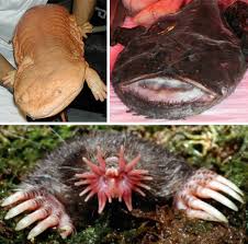 The 9 Strangest Animals On Earth Webecoist Weird Animals Unusual Animals Bizarre Animals