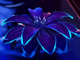 Very very fancy magnetic tiny canvas blacklight and glow in the dark art. Neon Lights Designs Themes Templates And Downloadable Graphic Elements On Dribbble